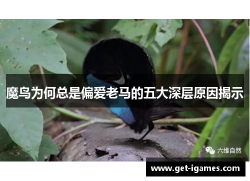 魔鸟为何总是偏爱老马的五大深层原因揭示